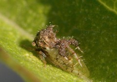Cyphonia clavigera