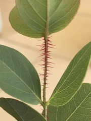 Corymbia setosa