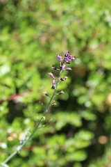 Streptanthus campestris