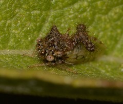 Cyphonia clavigera