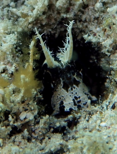 Longhorn blenny (Hypsoblennius exstochilus) — Blenniidae — 5
