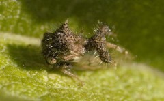 Cyphonia clavigera