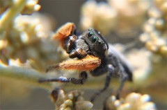 Phidippus cruentus
