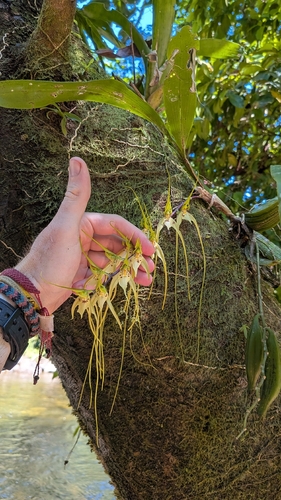 Brassia caudata, photograph 4