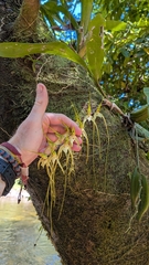 Brassia caudata, photograph (c) Thibaud Aronson, some rights reserved (CC BY-SA)