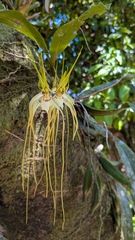 Brassia caudata, photograph (c) Thibaud Aronson, some rights reserved (CC BY-SA)