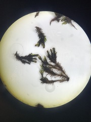 Schistidium rivulare