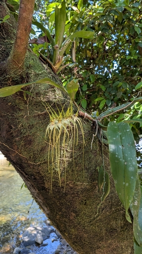 Brassia caudata, photograph 6