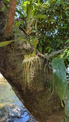 Brassia caudata, photograph (c) Thibaud Aronson, some rights reserved (CC BY-SA)