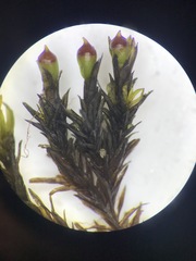 Schistidium rivulare