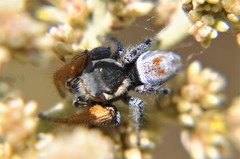 Phidippus cruentus
