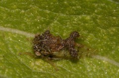 Cyphonia clavigera