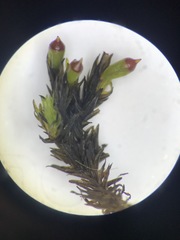 Schistidium rivulare