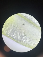 Schistidium rivulare