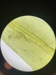 Schistidium rivulare