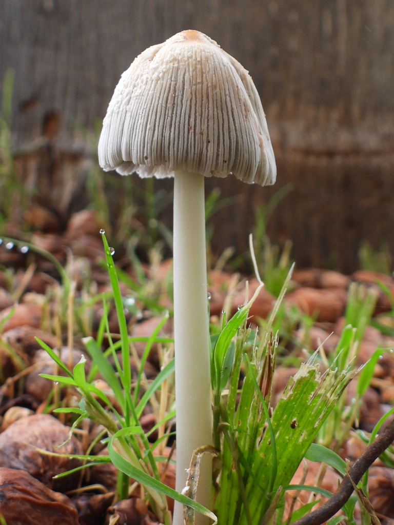 flocculose inkcap · July 2026 · photo: Photo: (c) Oscar Alejandro Morales Juárez, some rights reserved (CC BY-SA) · iNaturalist