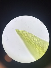 Schistidium rivulare