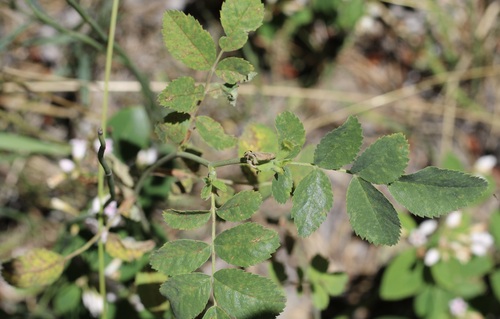 iNaturalist observation photo of roses