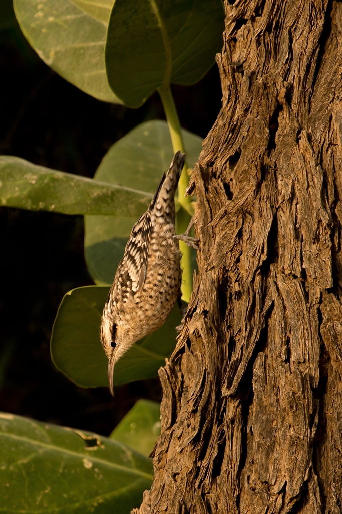 Spotted Creeper (Birds of Kenya) · iNaturalist