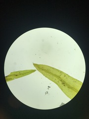 Schistidium rivulare