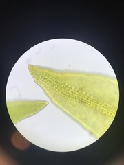 Schistidium rivulare