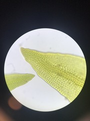 Schistidium rivulare