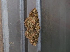 Paradarisa comparataria