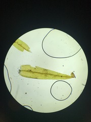 Schistidium rivulare