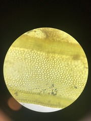 Schistidium rivulare