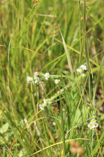 Erigeron lonchophyllus, photograph 5