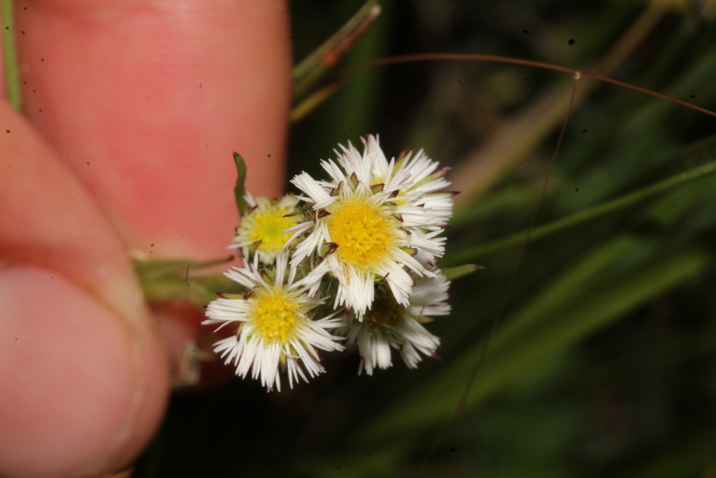 Erigeron lonchophyllus; photograph (c) Austin Saunders, some rights reserved (CC BY)