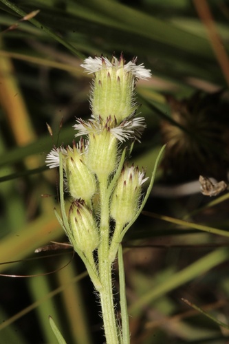 Erigeron lonchophyllus, photograph 6