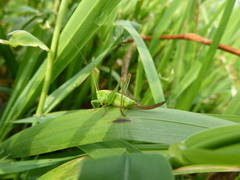 Conocephalus dorsalis