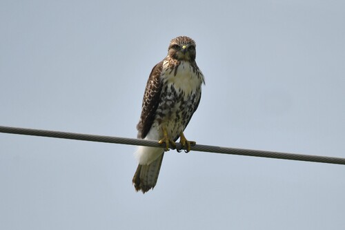 Eastern Red-tailed Hawk