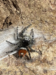 Phidippus phoenix