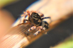 Habronattus fallax