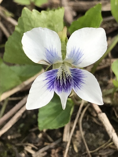 Photograph of Violets