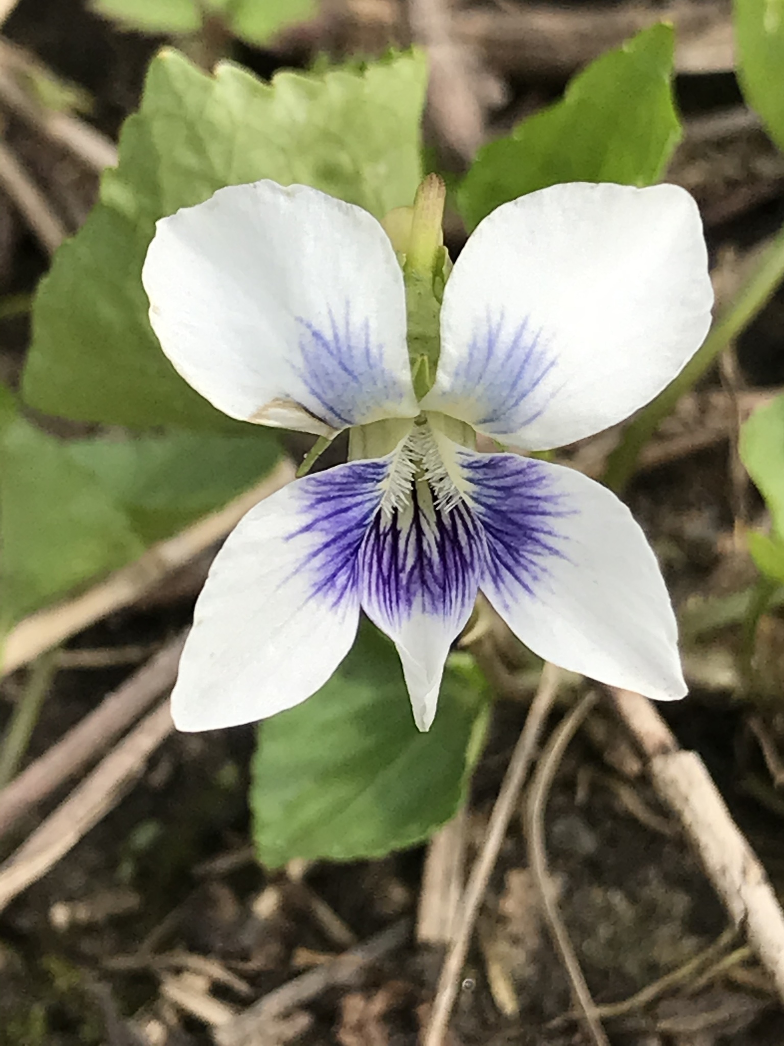 Viola