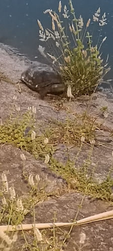 Mediterranean Pond Turtle