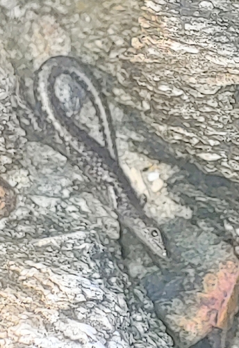 Cryptoblepharus litoralis, 2026-07-30