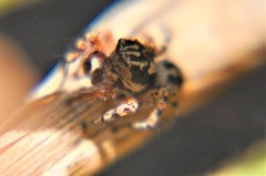 Habronattus fallax