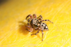Habronattus fallax