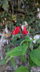 Ruellia brevifolia, photograph (c) Thibaud Aronson, some rights reserved (CC BY-SA)
