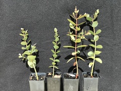Eucalyptus elaeophloia