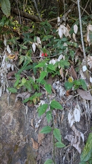 Ruellia brevifolia, photograph (c) Thibaud Aronson, some rights reserved (CC BY-SA)