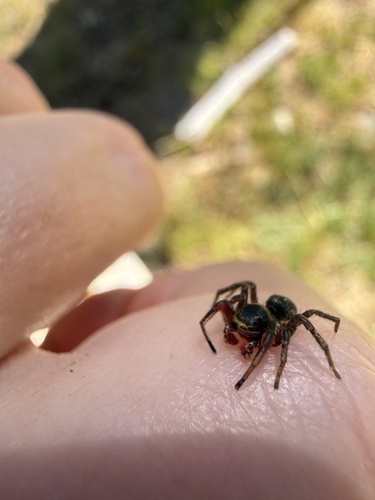 iNaturalist observation photo of Typical Jumping Spiders