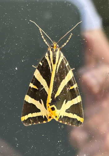 Jersey tiger