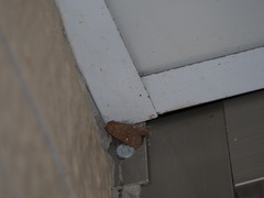 Athetis brunneolineosa