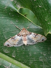 Azochis rufidiscalis