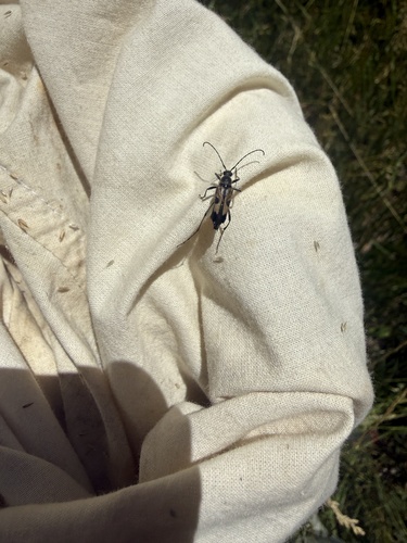 iNaturalist observation photo of Etorofus propinquus